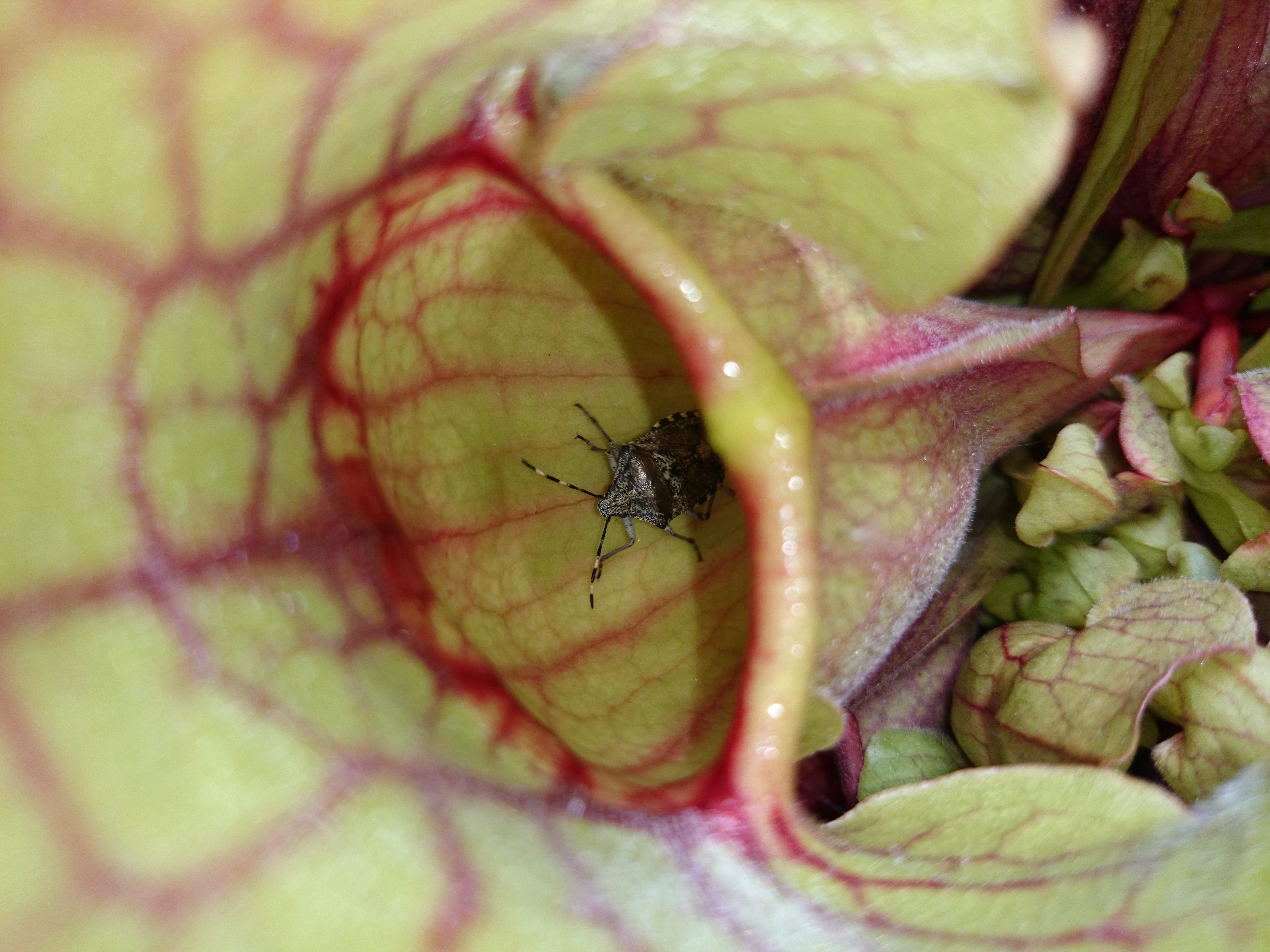 Xperia Z1 - Foto & Videoqualität-wanze2.jpg