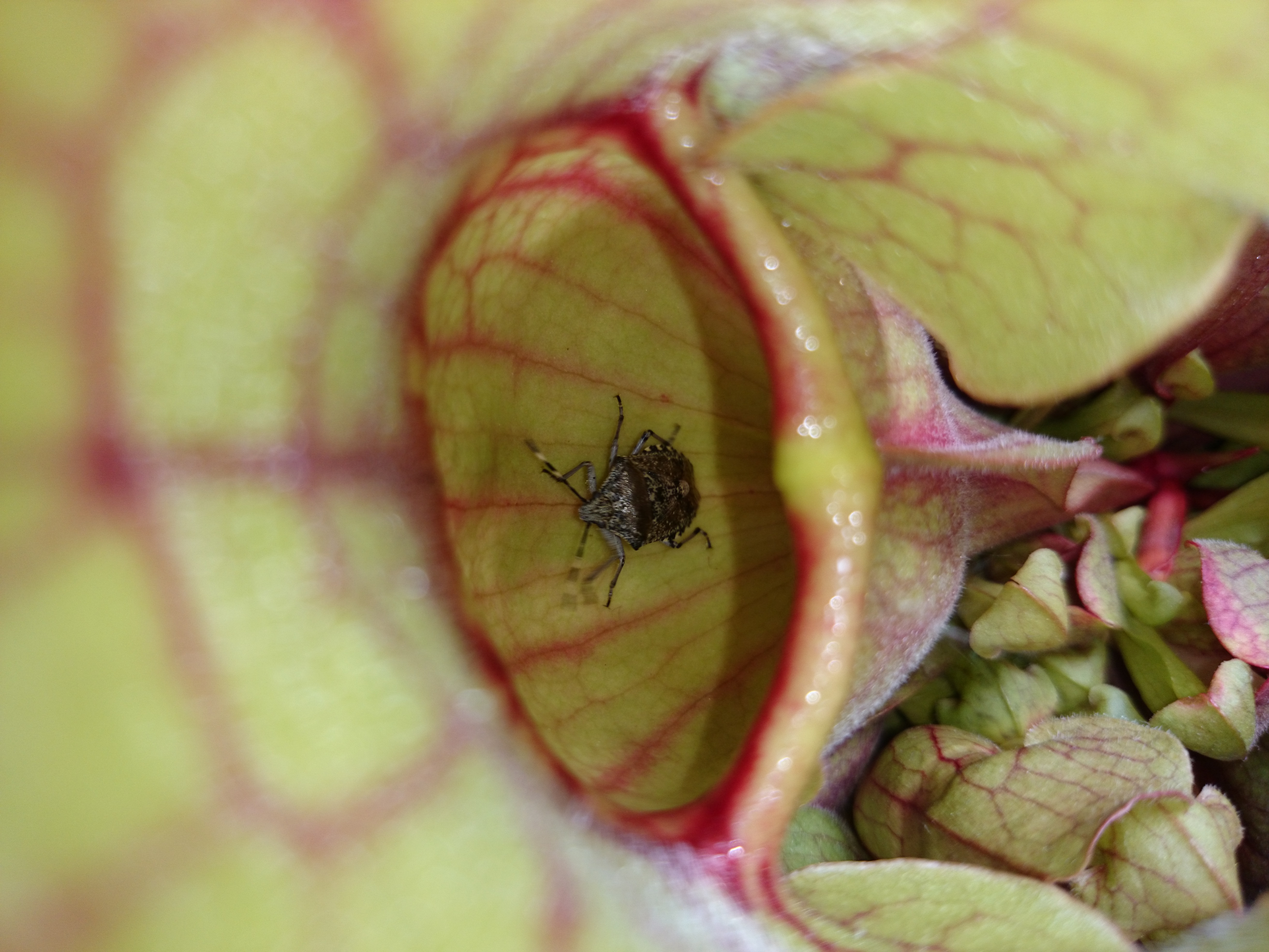 Xperia Z1 - Foto & Videoqualität-wanze3.jpg