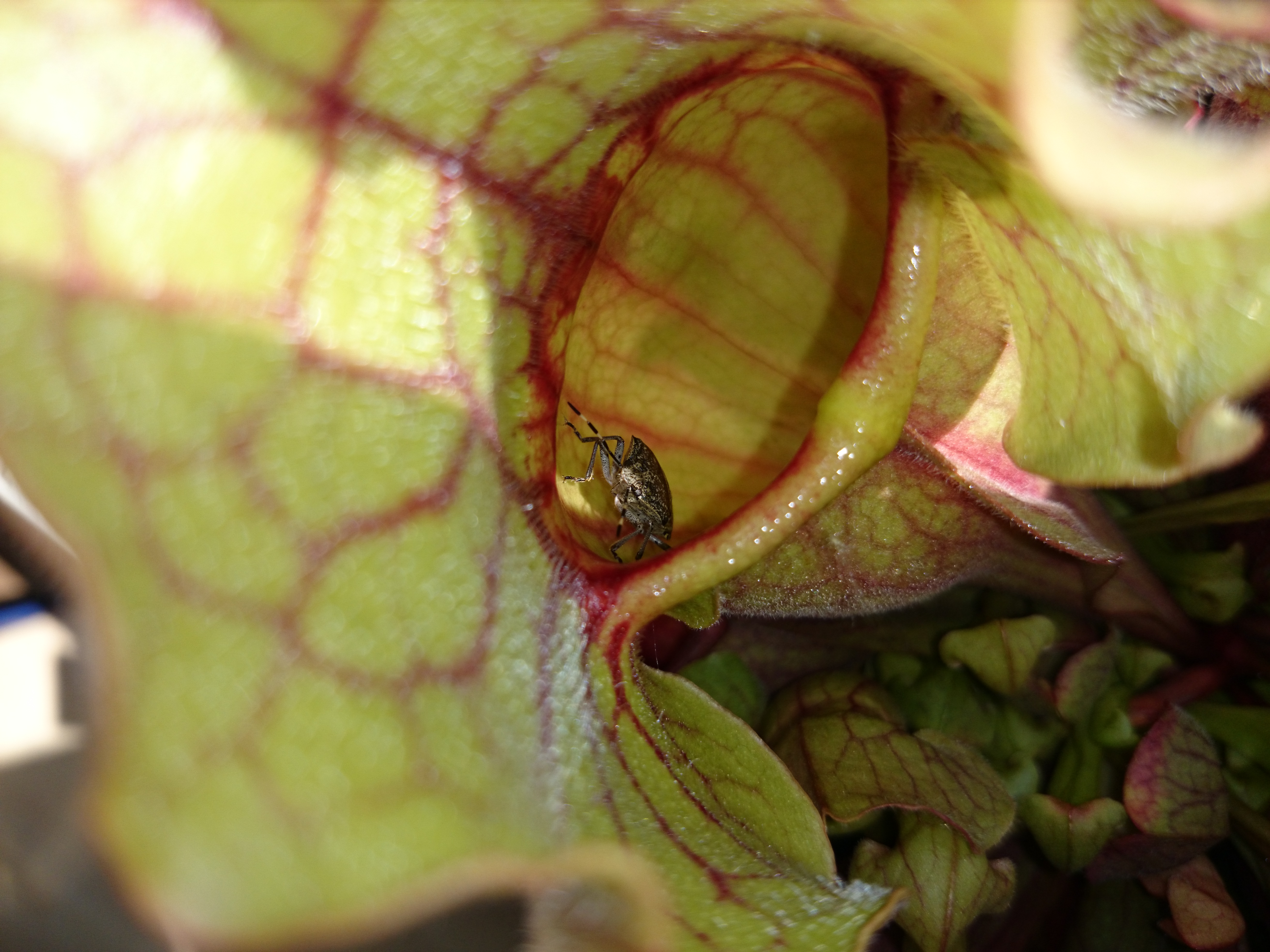 Xperia Z1 - Foto & Videoqualität-wanze4.jpg