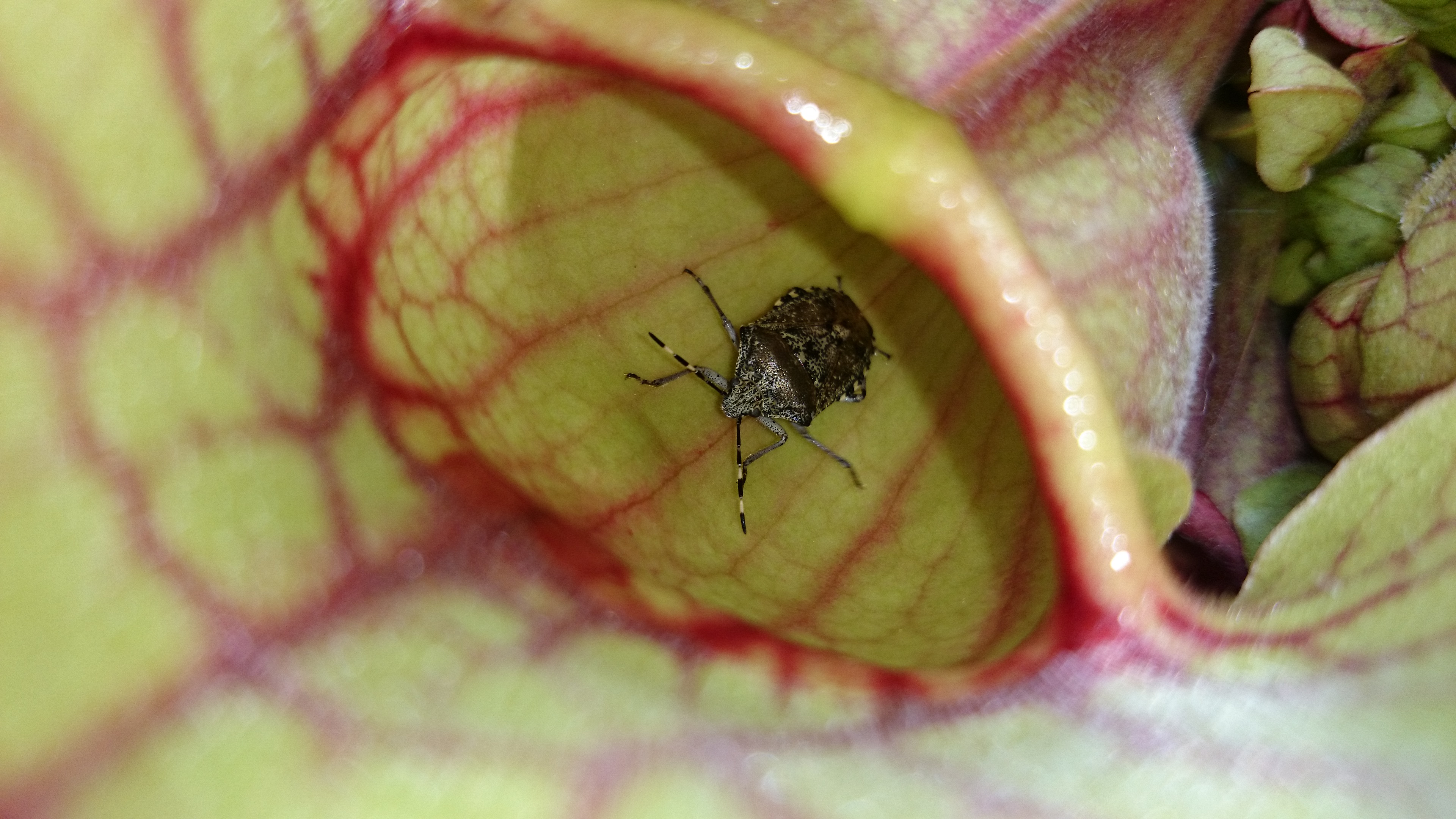 Xperia Z1 - Foto & Videoqualität-wanze-sony.jpg