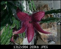 Xperia Z1 - Foto & Videoqualität-uploadfromtaptalk1402147045653.jpg