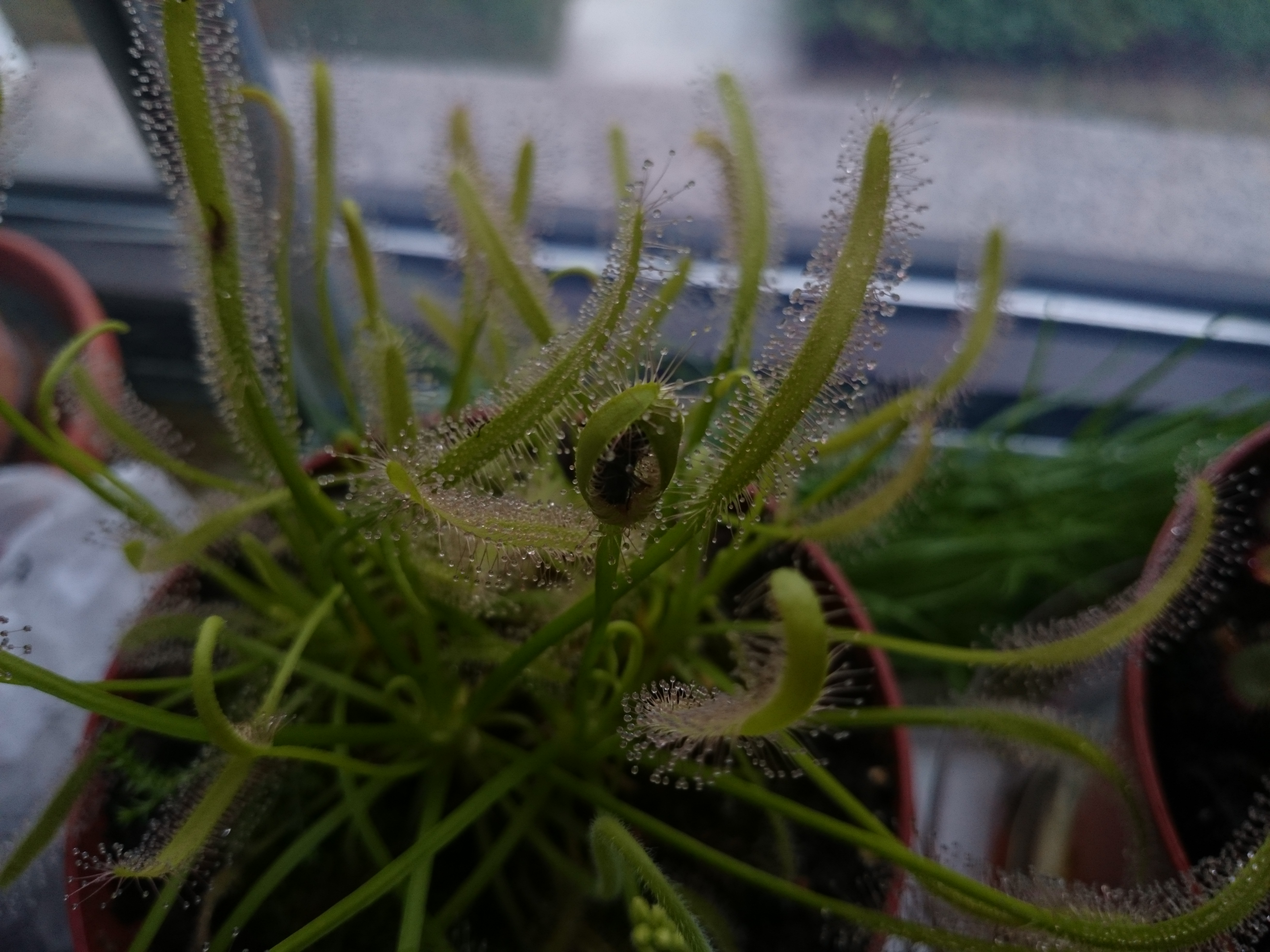 Xperia Z1 - Foto & Videoqualität-dsc_0757.jpg