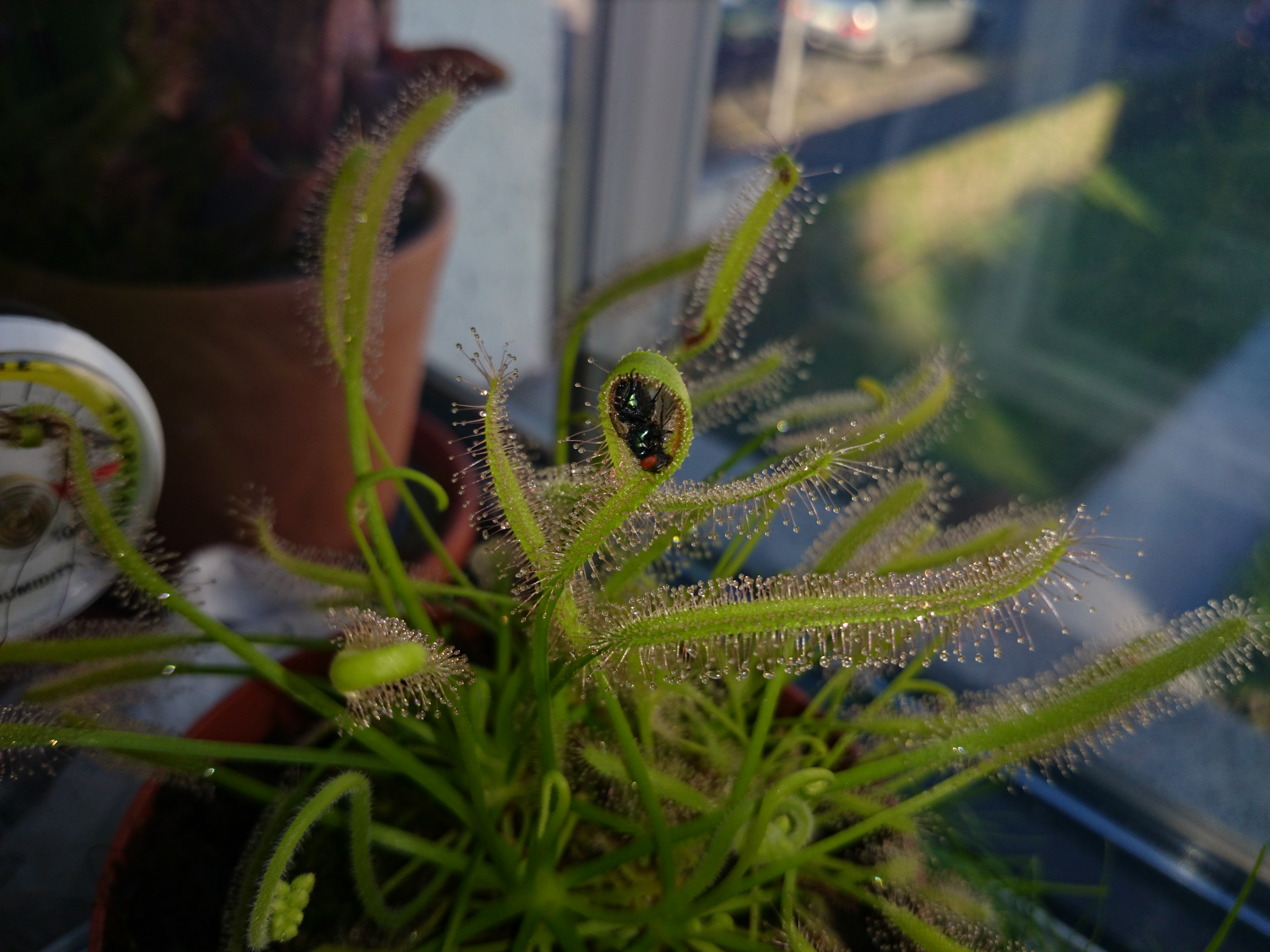 Xperia Z1 - Foto & Videoqualität-dsc_0748.jpg