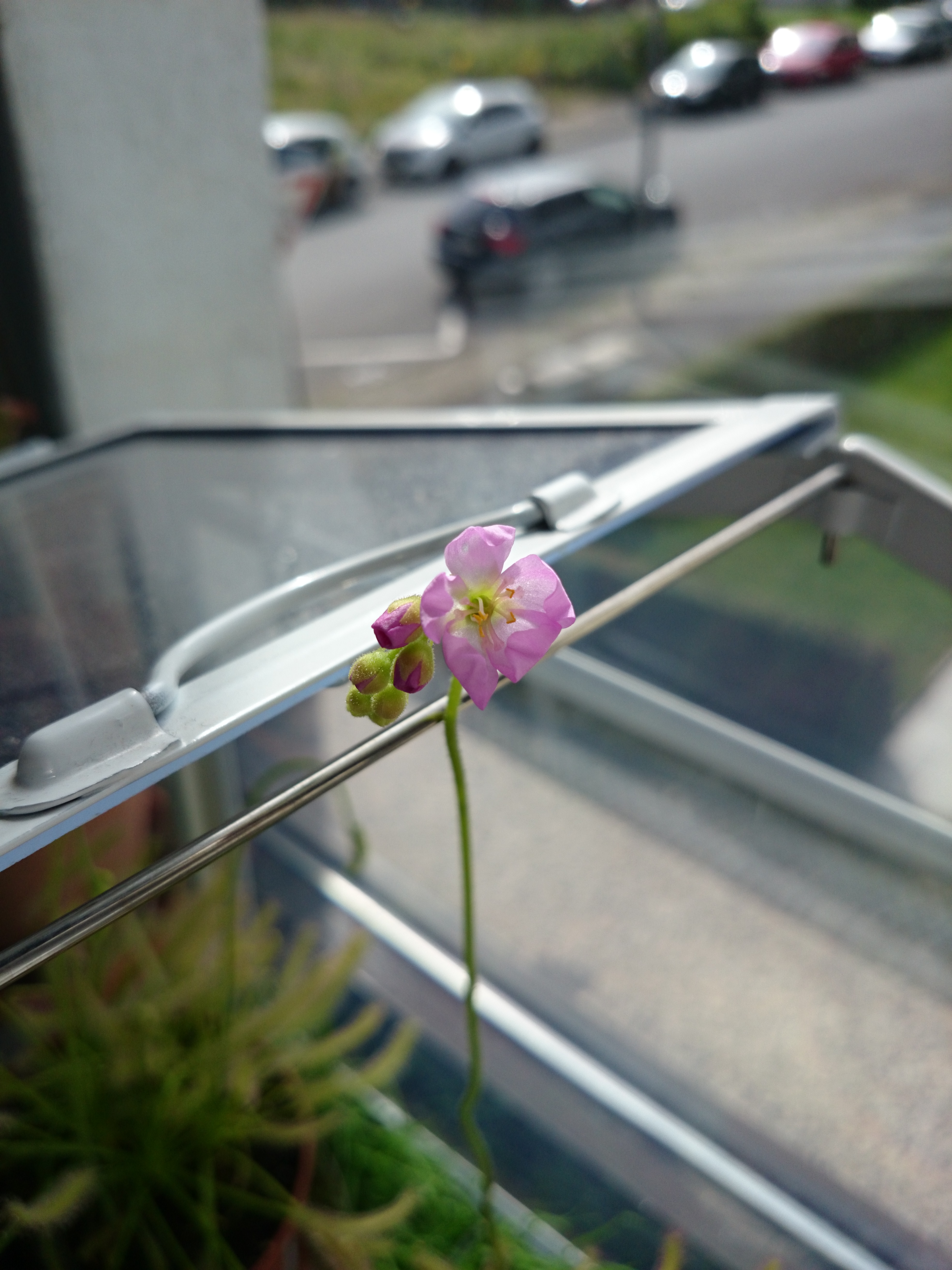 Xperia Z1 - Foto & Videoqualität-dsc_0835.jpg