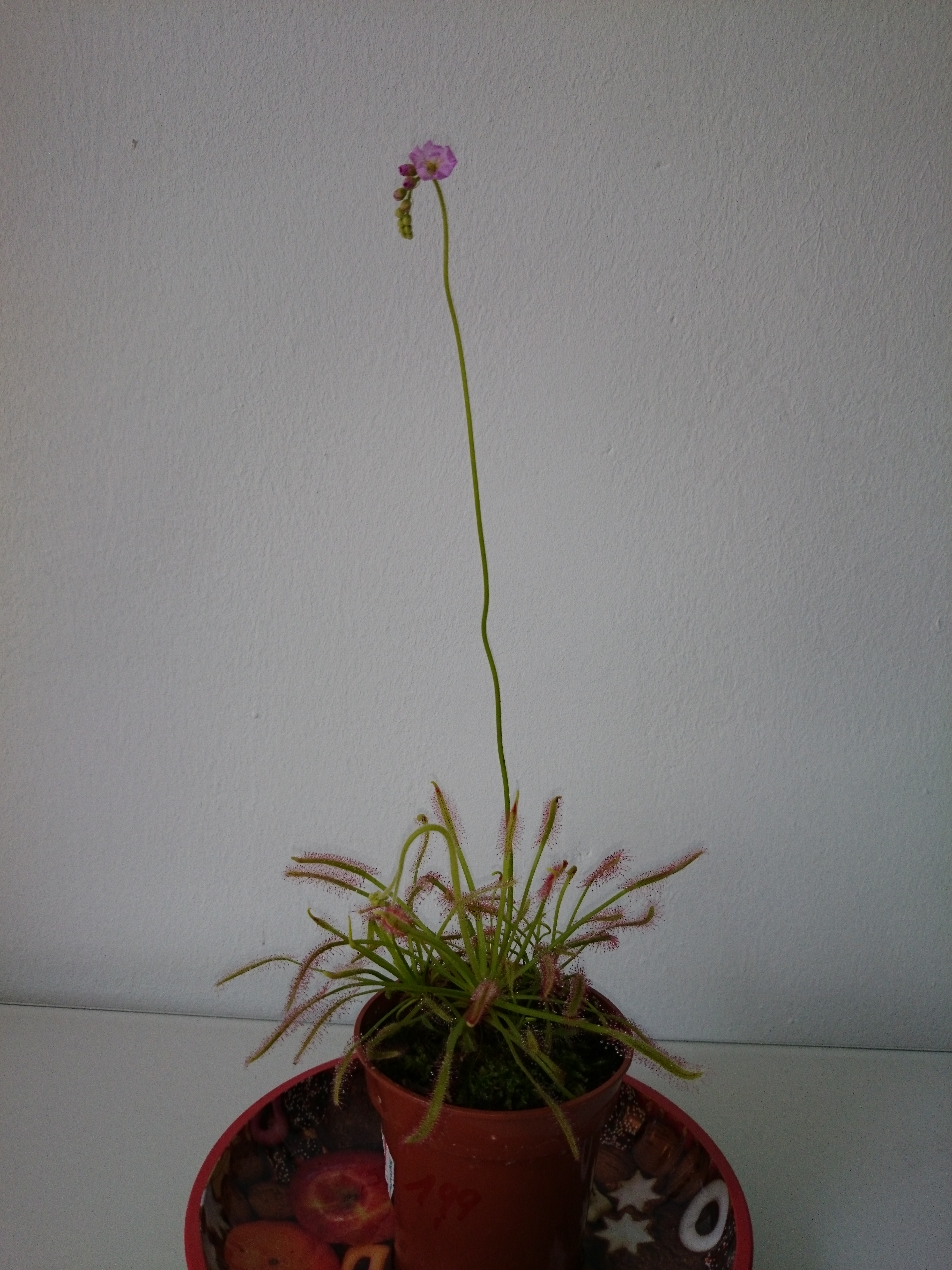 Xperia Z1 - Foto & Videoqualität-dsc_0847.jpg