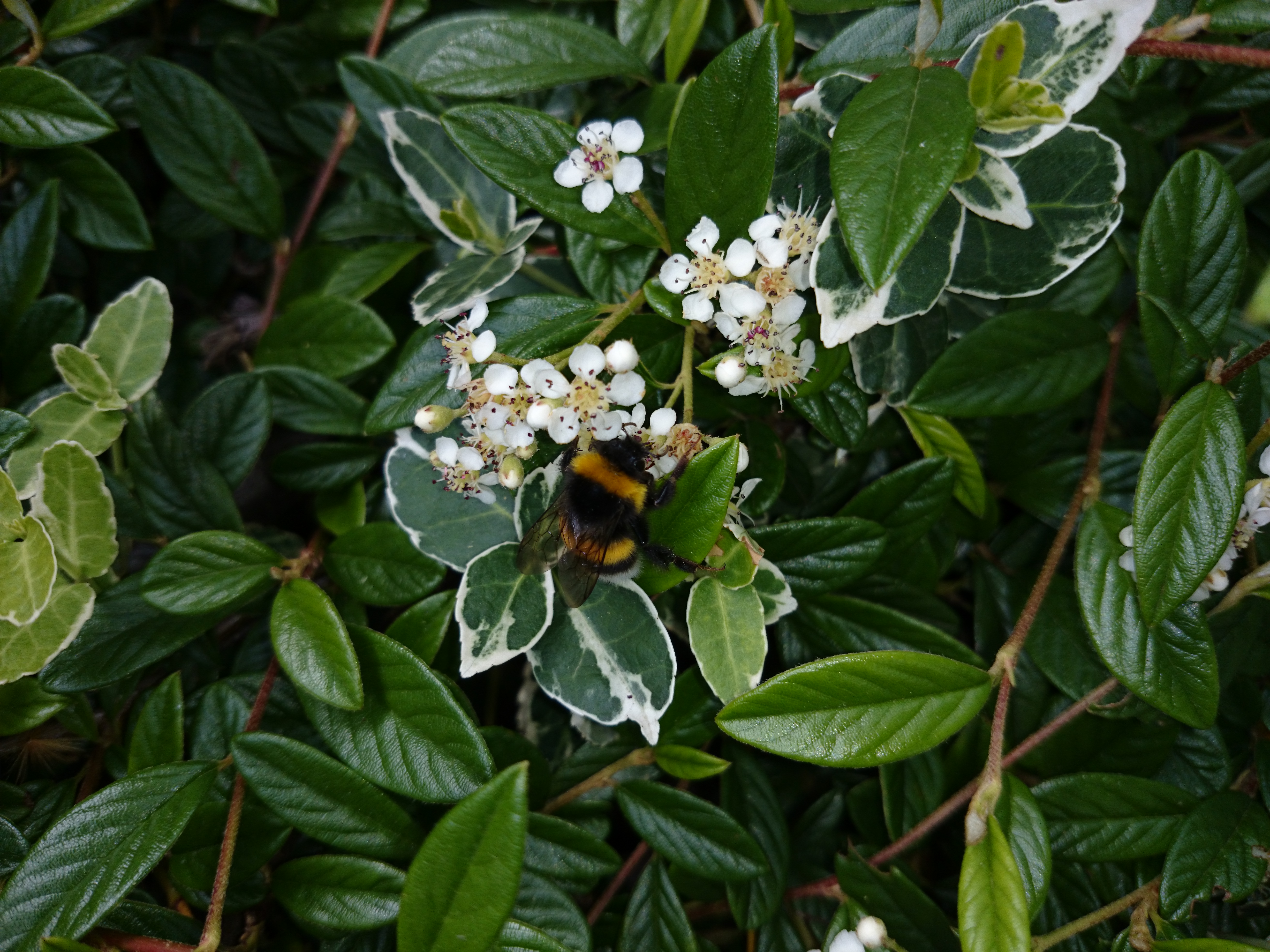 Xperia Z1 - Foto & Videoqualität-dsc_0652.jpg