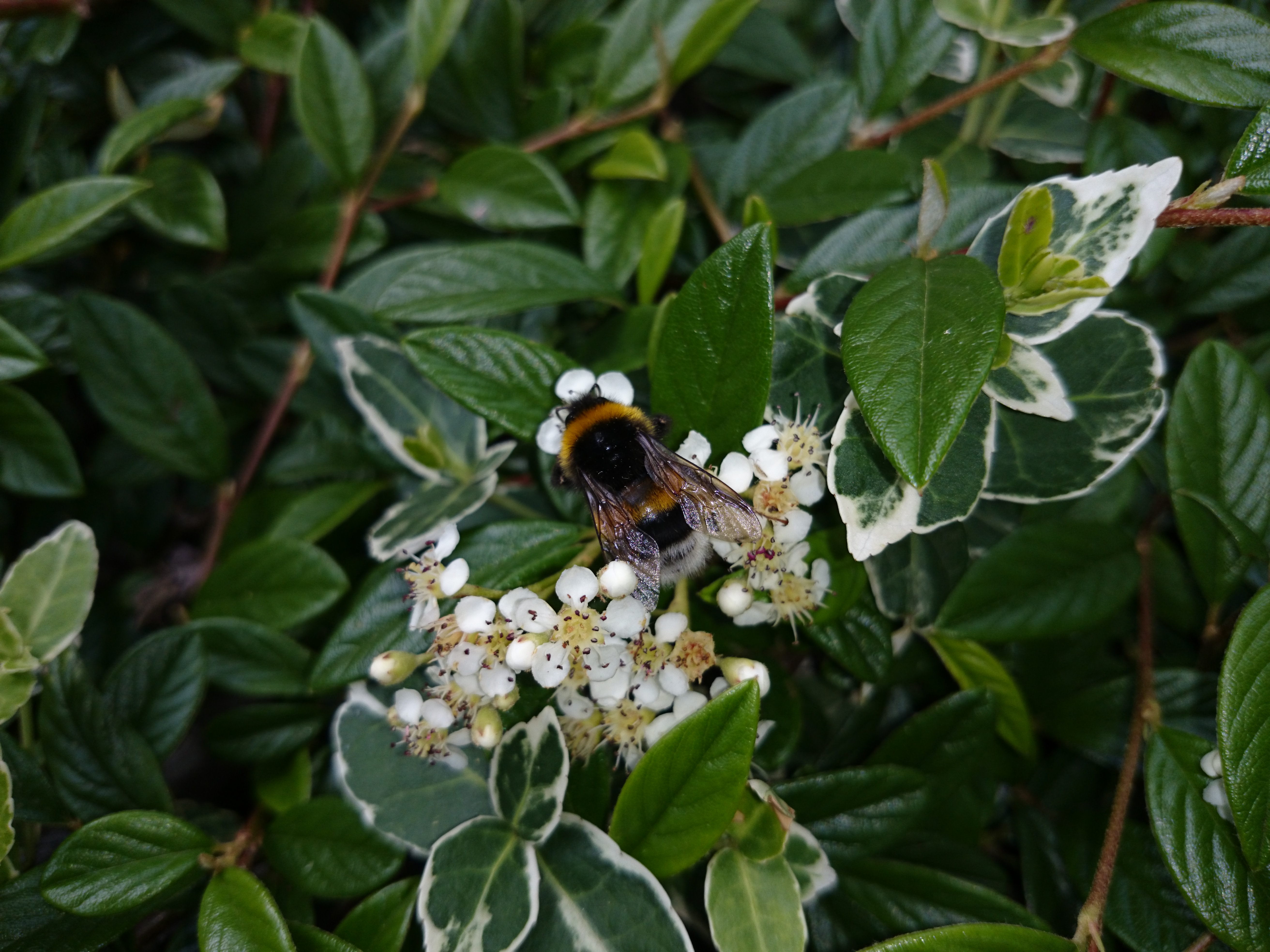 Xperia Z1 - Foto & Videoqualität-dsc_0653.jpg