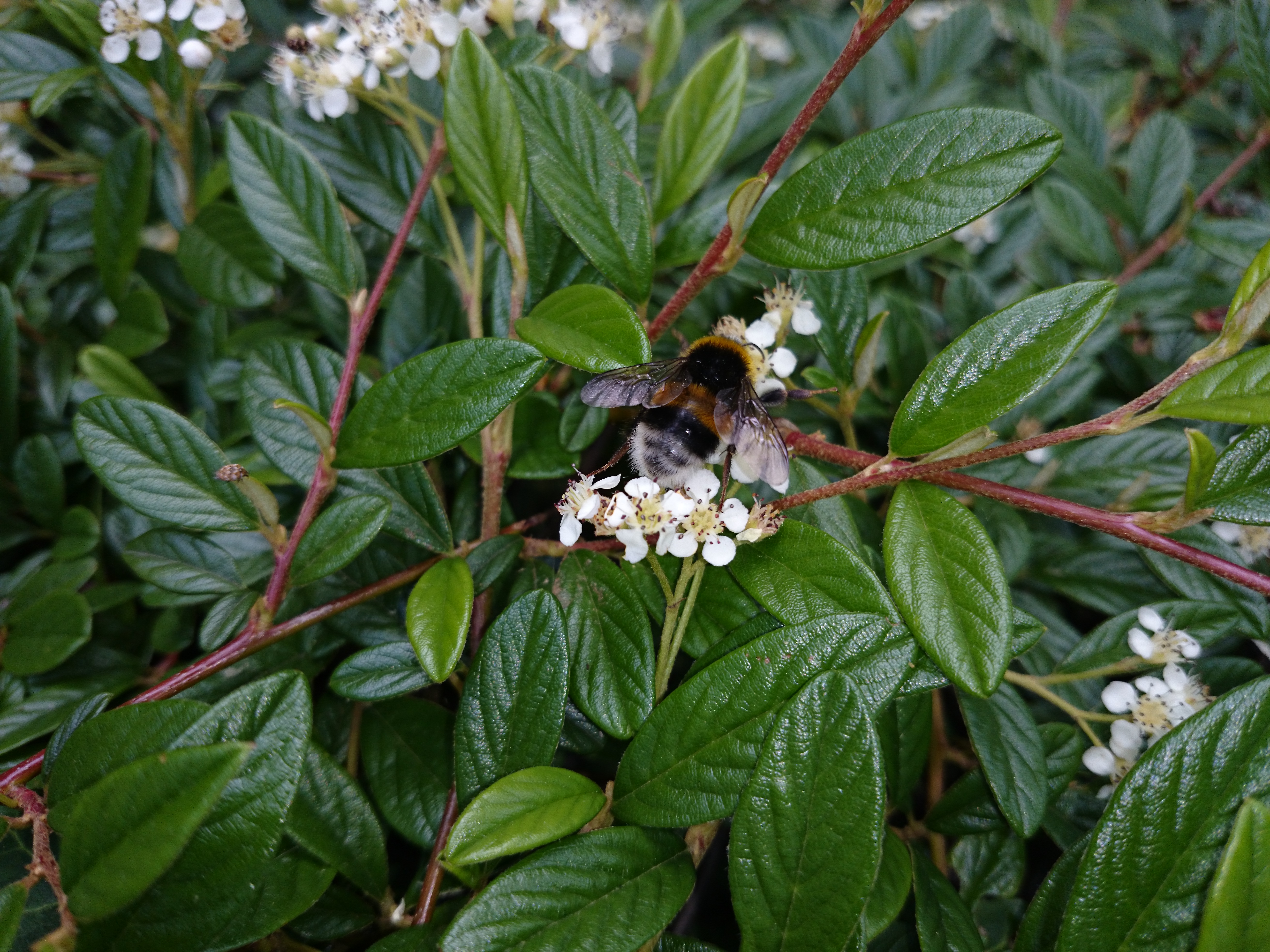 Xperia Z1 - Foto & Videoqualität-dsc_0655.jpg