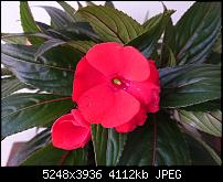 Xperia Z1 - Foto & Videoqualität-img_20150514_095348.jpg