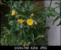 Xperia Z1 - Foto &amp; Videoqualität-1434373762866.jpg