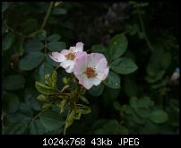 Xperia Z1 - Foto &amp; Videoqualität-1434373801886.jpg