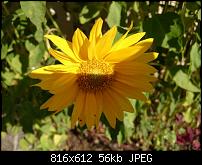 Xperia Z1 - Foto &amp; Videoqualität-1438629950132.jpg