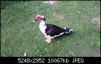 Sony Xperia Z2 - Fotoqualität-dsc_0225.jpg