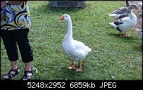 Sony Xperia Z2 - Fotoqualität-dsc_0230.jpg