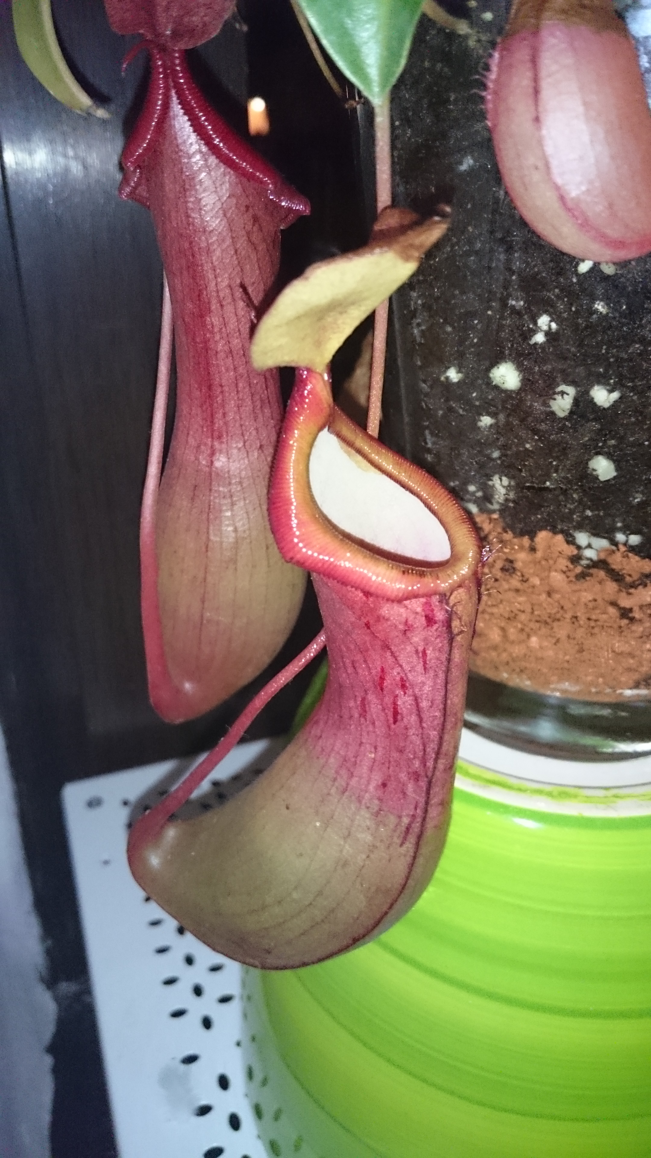 Sony Xperia Z3 - Fotoqualität-dsc_0791.jpg