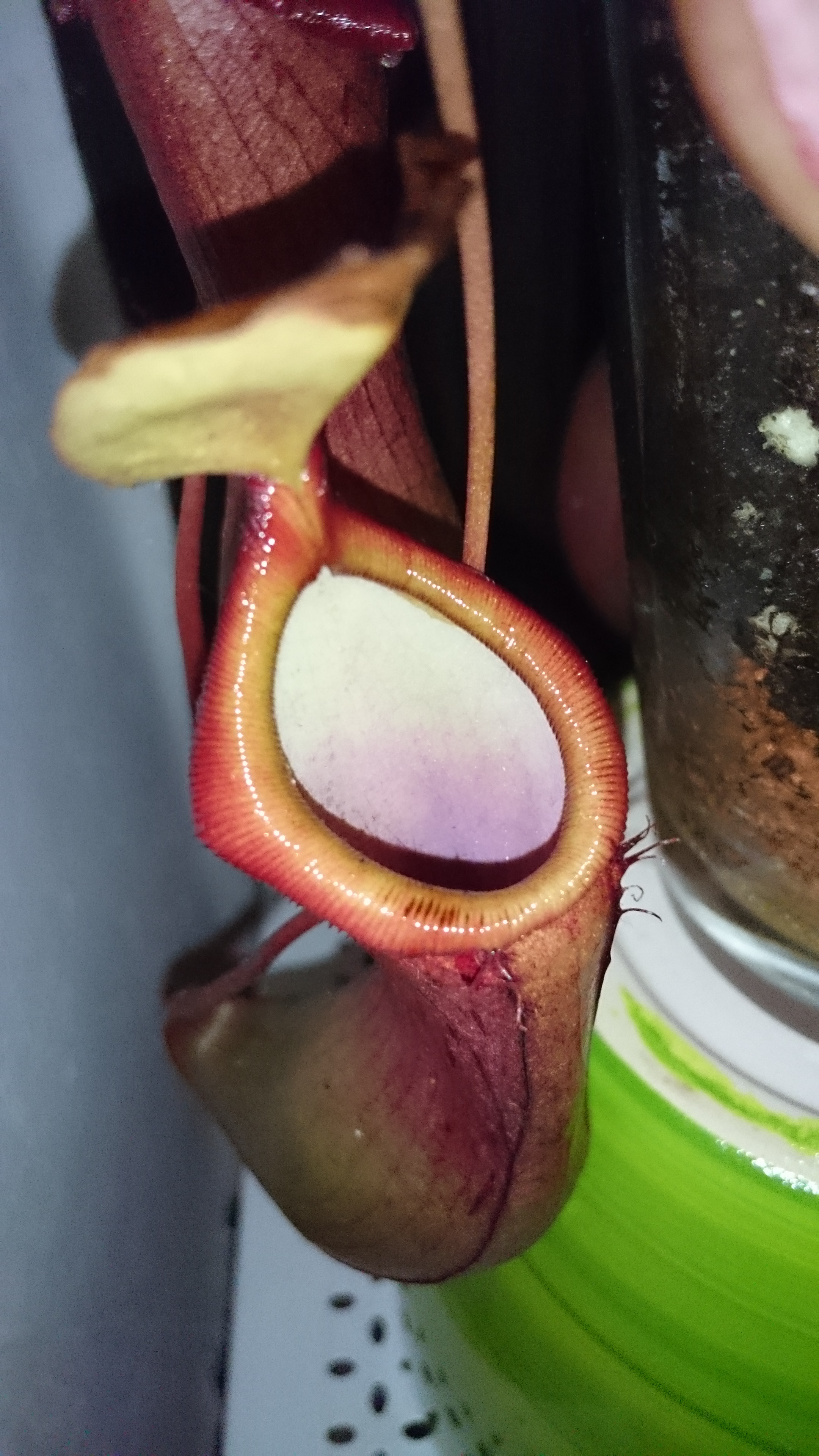 Sony Xperia Z3 - Fotoqualität-dsc_0790.jpg