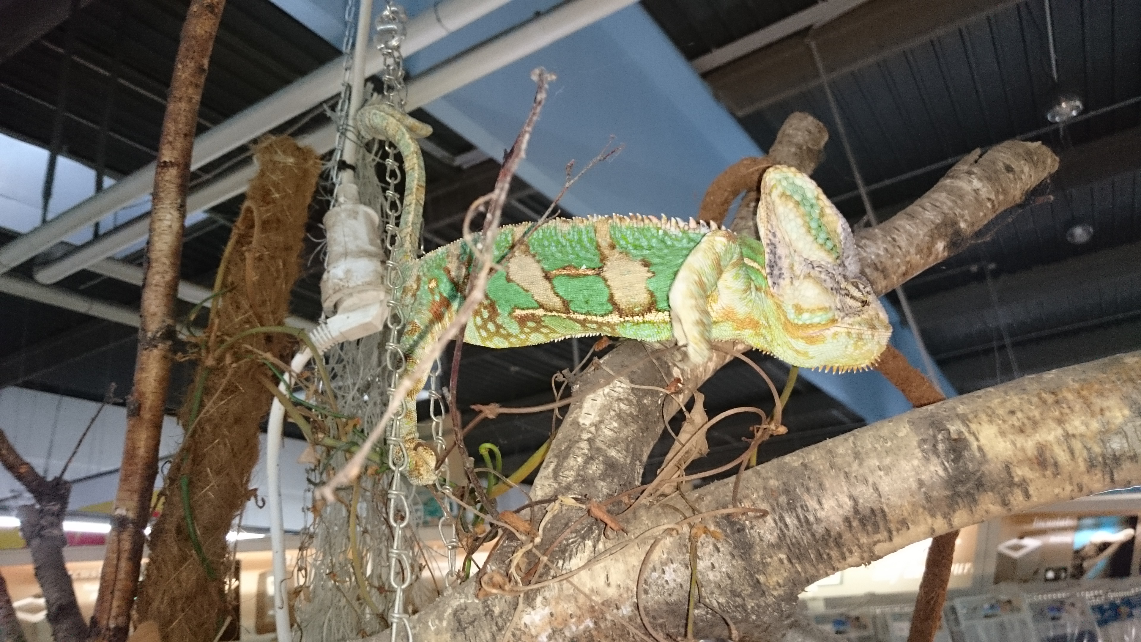 Sony Xperia Z3 - Fotoqualität-dsc_0845.jpg