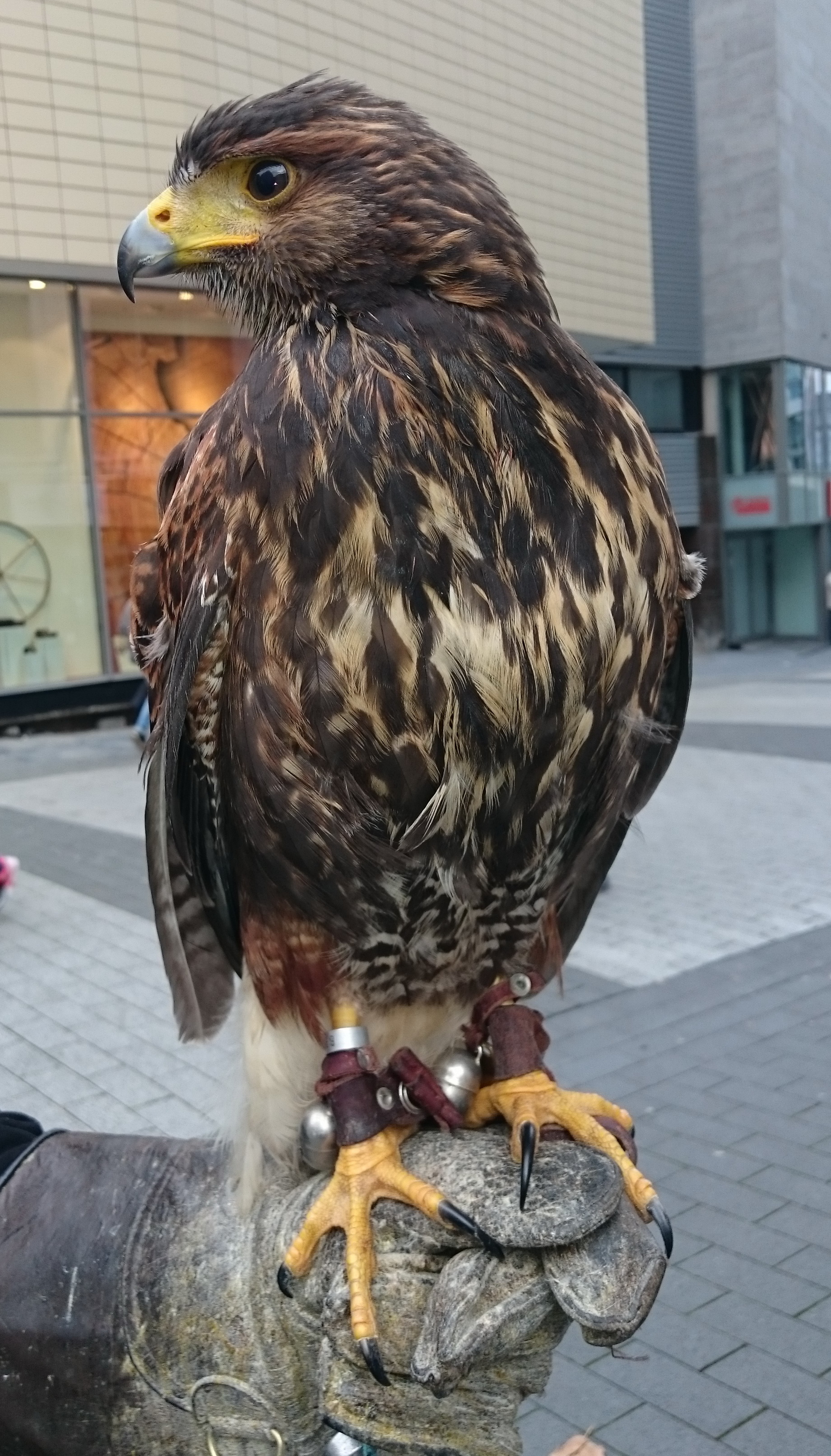 Sony Xperia Z3 - Fotoqualität-w-sten-bussard.jpg