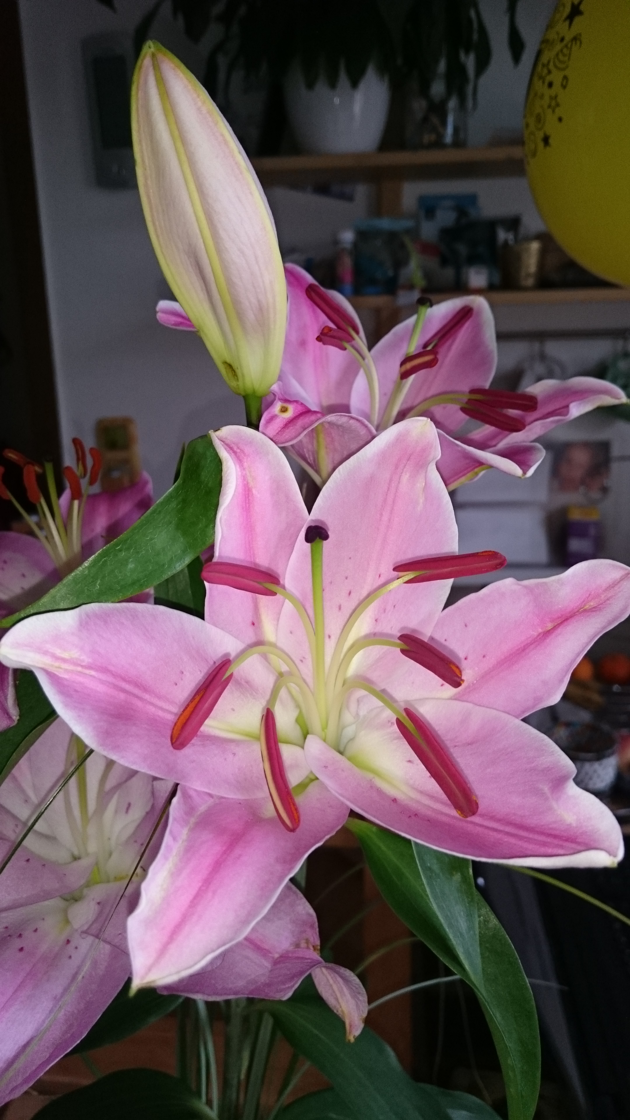 Sony Xperia Z3 - Fotoqualität-dsc_0940.jpg