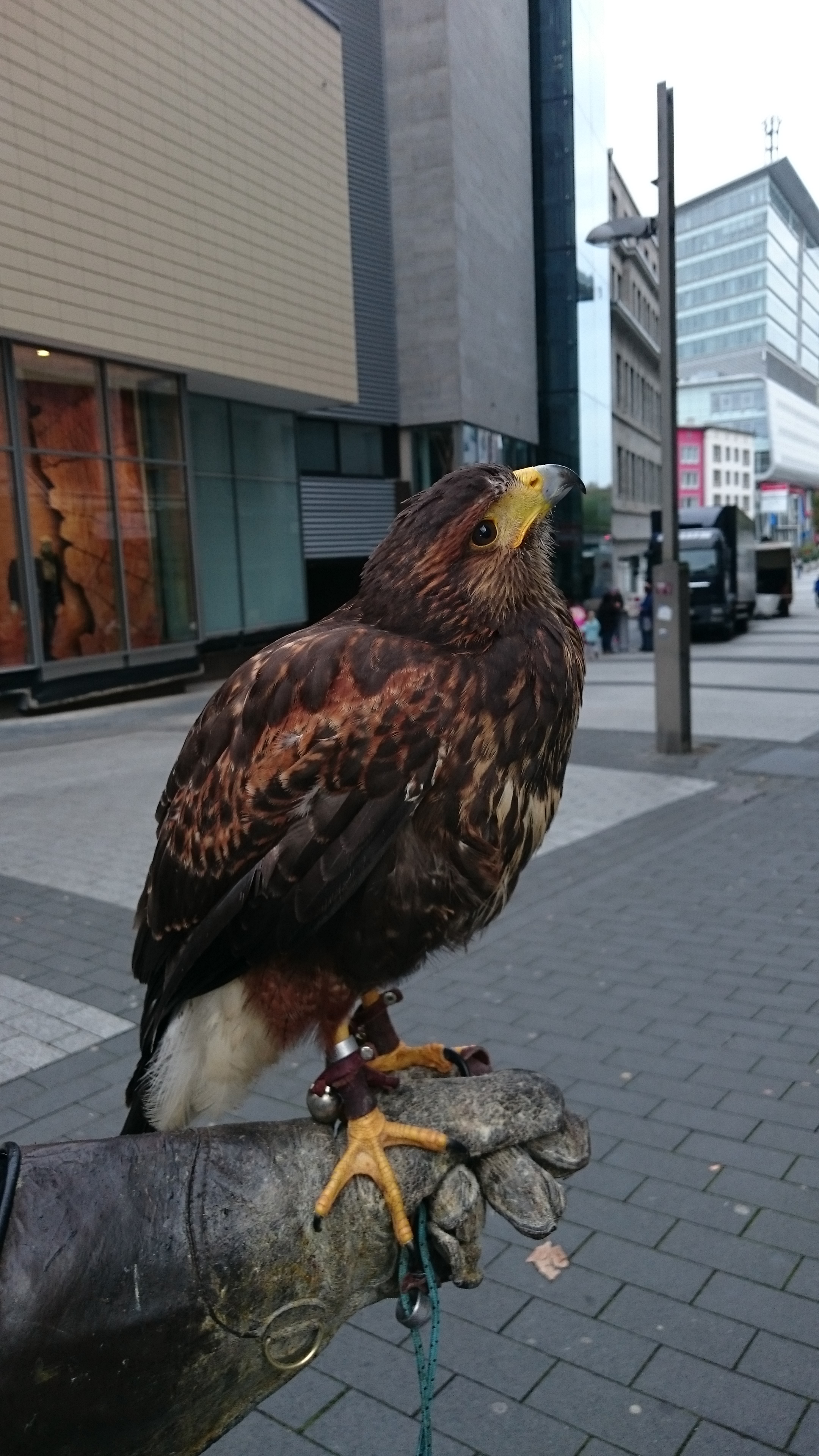 Sony Xperia Z3 - Fotoqualität-dsc_0870.jpg