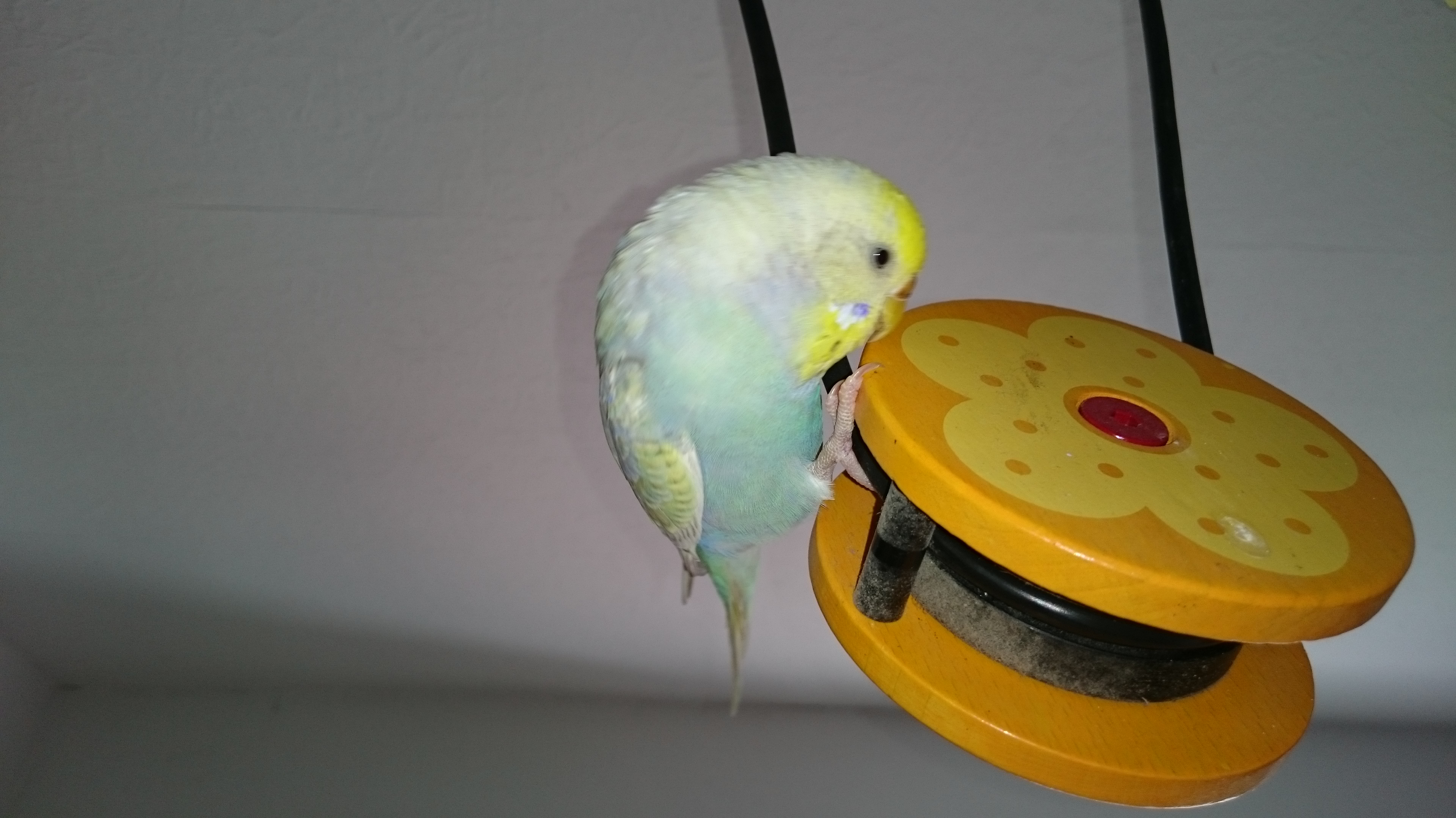 Sony Xperia Z3 - Fotoqualität-dsc_0945.jpg