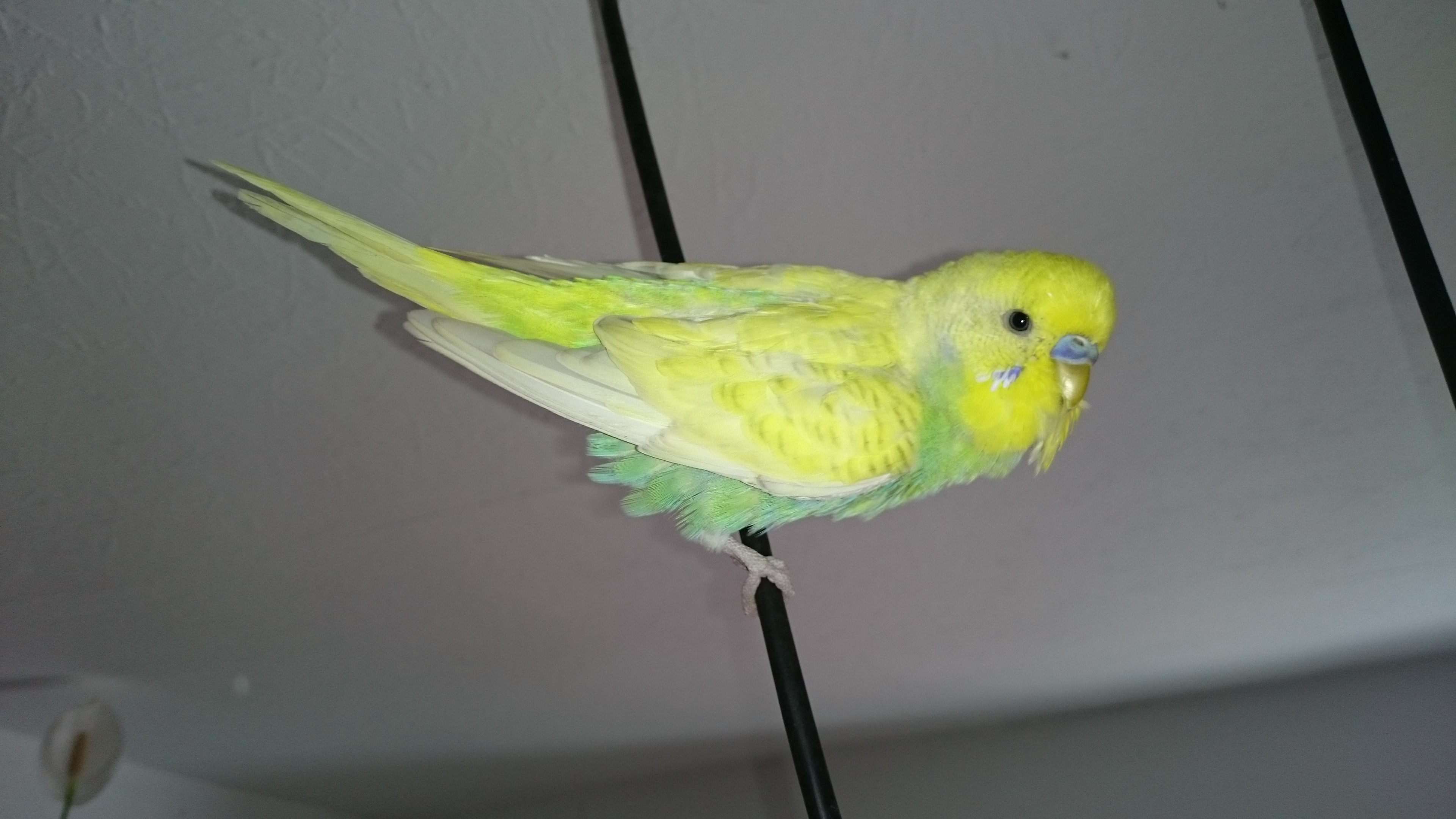 Sony Xperia Z3 - Fotoqualität-dsc_0947.jpg