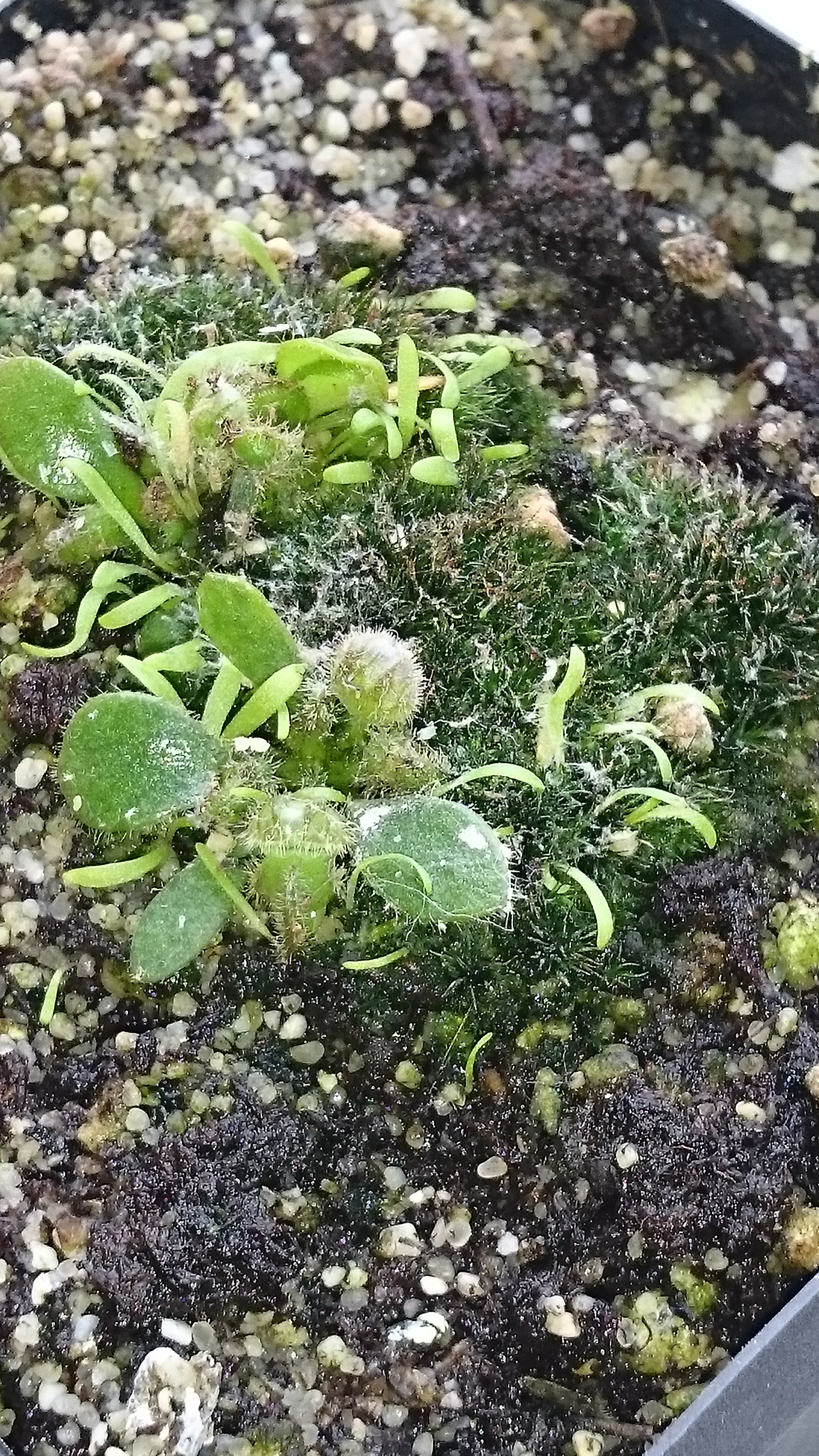 Sony Xperia Z3 - Fotoqualität-dsc_0948.jpg