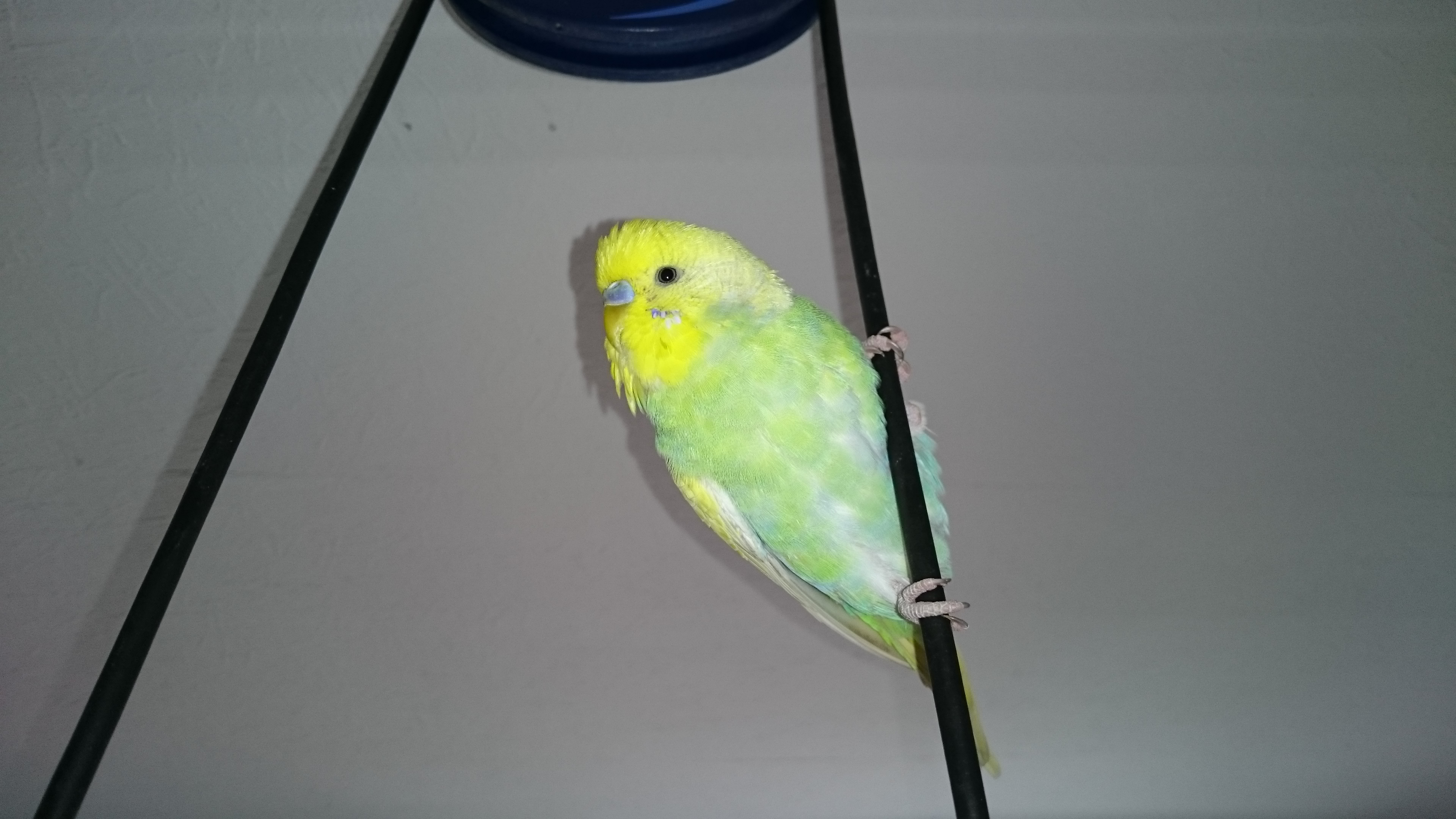 Sony Xperia Z3 - Fotoqualität-dsc_0944.jpg