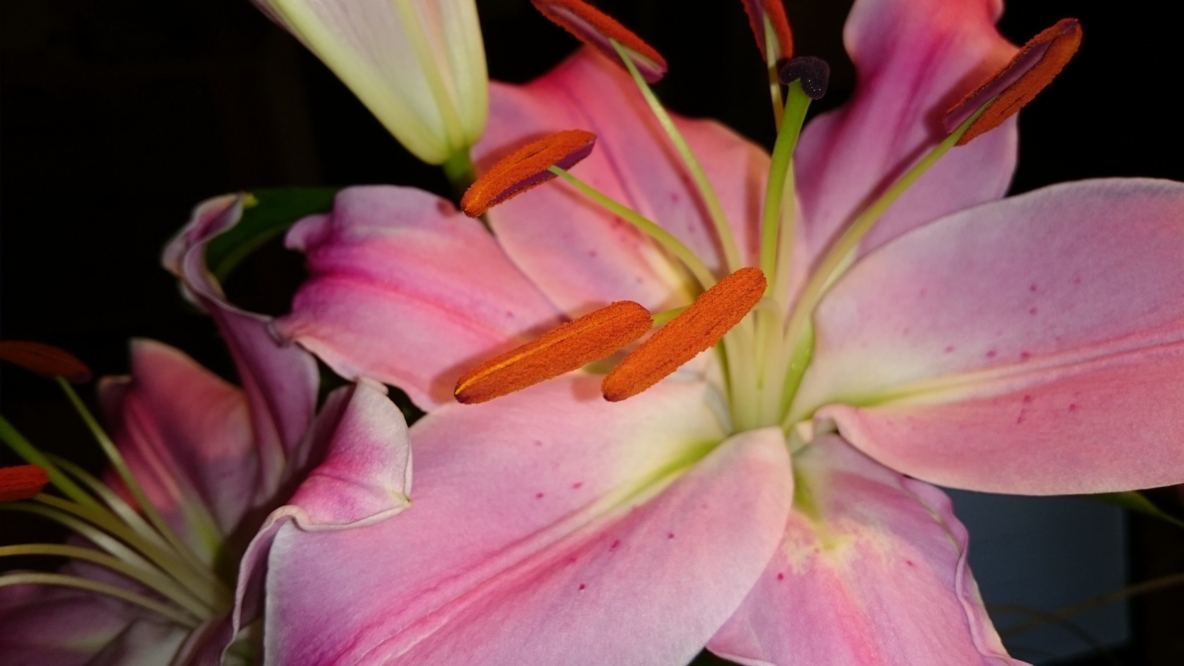 Sony Xperia Z3 - Fotoqualität-dsc_0952.jpg