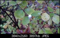 Sony Xperia Z3 - Fotoqualität-dsc_0023.jpg