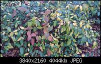 Sony Xperia Z3 - Fotoqualität-dsc_0024.jpg