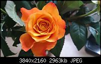 Sony Xperia Z3 - Fotoqualität-dsc_0027.jpg