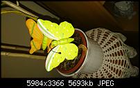 Sony Xperia Z5 Compact - Kamera Diskussionsthread-dsc_0688.jpg