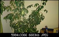 Sony Xperia Z5 Compact - Kamera Diskussionsthread-dsc_0687.jpg