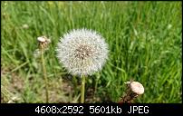Sony Xperia ZX2  Qualität der Fotos-dsc_1430.jpg