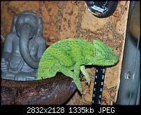linux - chamaeleon interface-100_0948.jpg