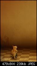 HTC Touch HD Wallpapers-cat-wall.jpg