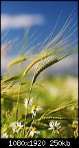 Zeigt her eure Windows 10 Mobile Homescreens-wheat-wallpaper-10786381-1-_635928694349728464.jpg
