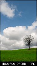Wallpaper für dein Windows Phone *Hier*-wallpaper-wp7_baum.jpg