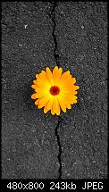 Wallpaper für dein Windows Phone *Hier*-flower.jpg