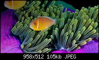 Wallpaper für dein Windows Phone *Hier*-anemonefish.jpg