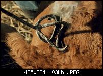 Wegen Mango-Update - Einfluss des Branding?-cow-branding.jpg