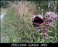 Schöne Bilder, die Ihr mit Euren Windows Phones gemacht habt.-wp_000122.jpg