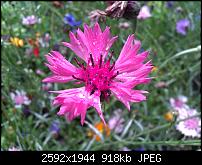 Schöne Bilder, die Ihr mit Euren Windows Phones gemacht habt.-wp_000220.jpg