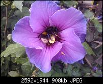 Schöne Bilder, die Ihr mit Euren Windows Phones gemacht habt.-wp_000198-2-.jpg