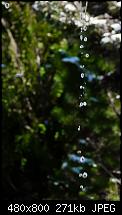 WP7 Wallpaper by KarstenS-img_3447-2.jpg