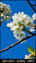 WP7 Wallpaper by KarstenS-img_3466.jpg