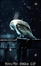 Gif als Live-wallpaper?-feelowl.gif