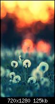 Windows Phone 8.1 - zeigt her Euren neuen Startbildschirm-sun_rise-wallpaper-10347191-1-.jpg
