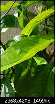 Xiaomi Mi4 Kamera Qualität-2014-09-04-15.58.55.jpg